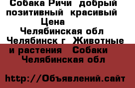 Собака Ричи- добрый, позитивный, красивый  › Цена ­ 500 - Челябинская обл., Челябинск г. Животные и растения » Собаки   . Челябинская обл.